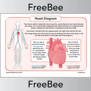 PlanBee FREE Simple Heart Diagram to label by PlanBee