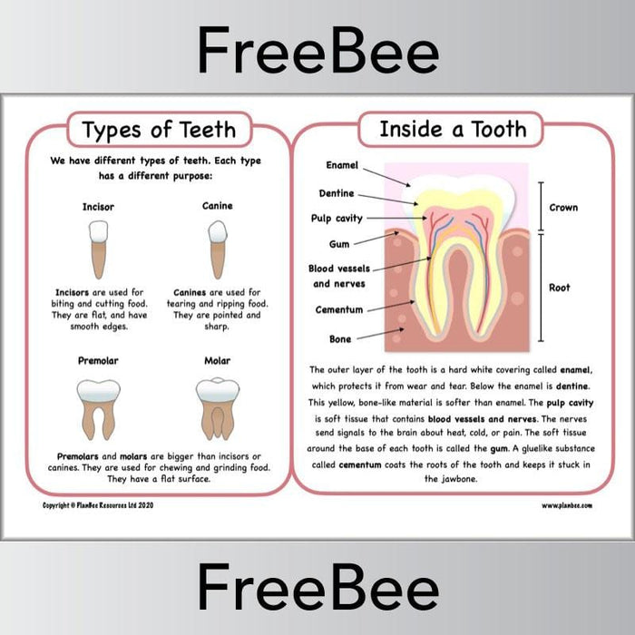 PlanBee Teeth Diagram KS2 | Science Primary Resources 