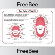 PlanBee Teeth Diagram KS2 | Science Primary Resources 