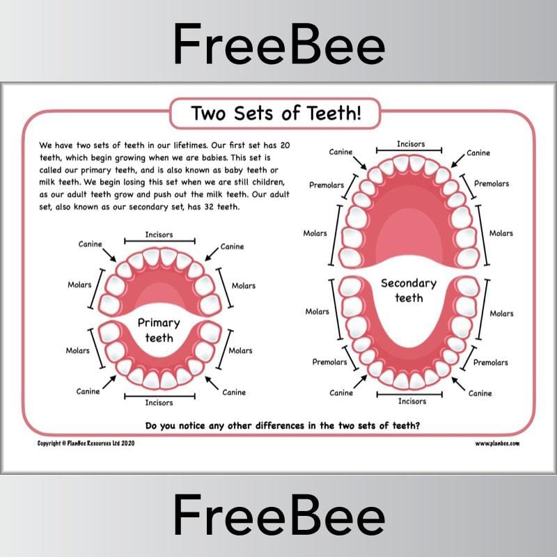 PlanBee Teeth Diagram KS2 | Science Primary Resources 