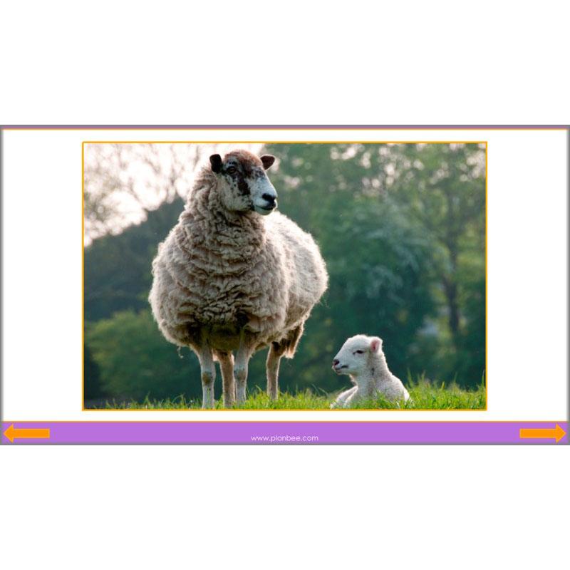 PlanBee The Four Seasons KS1 Lesson Plans, Slides & Worksheets for Year 1 & 2