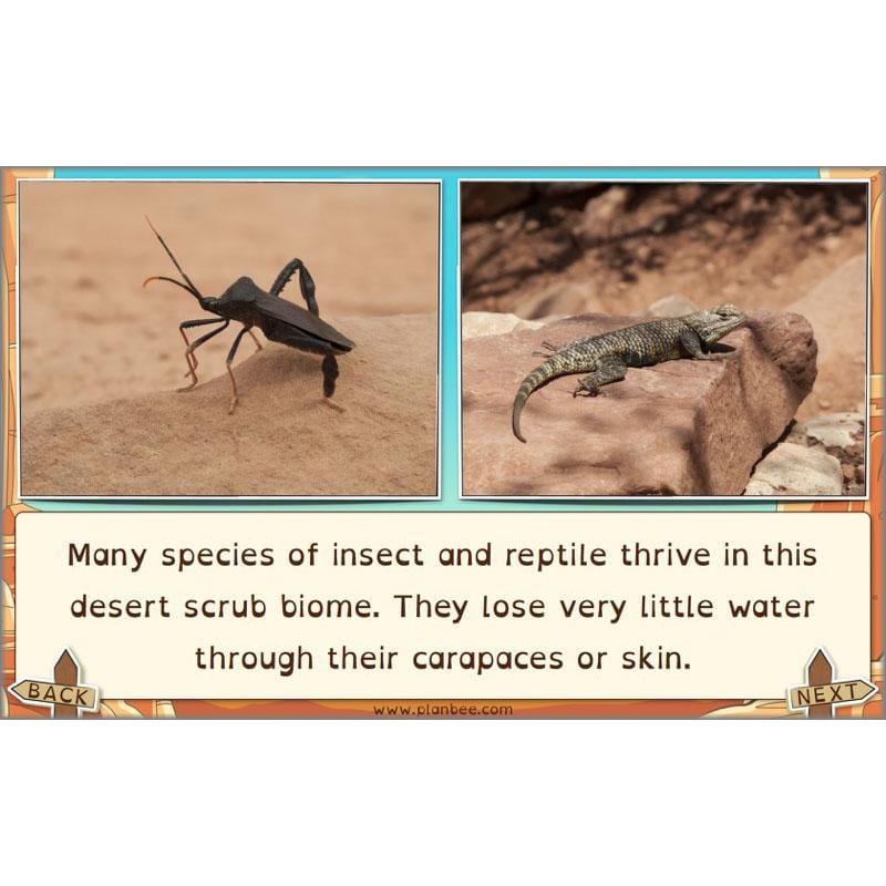 PlanBee The Grand Canyon KS2 Geography Lesson Plans