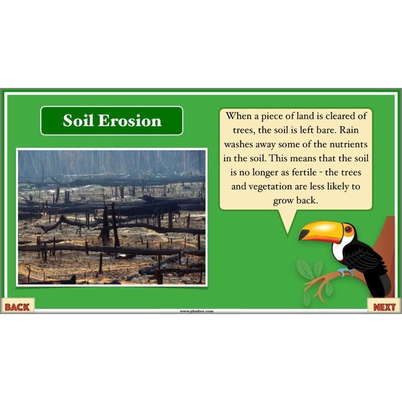 PlanBee The Great Kapok Tree Planning | Persuasive Writing Year 4