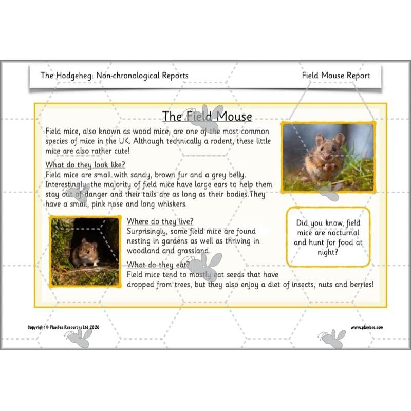 PlanBee The Hodgeheg Activities Non-Chronological Reports Year 2