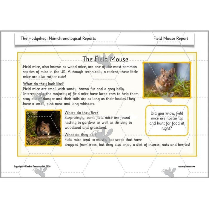 PlanBee The Hodgeheg Activities Non-Chronological Reports Year 2