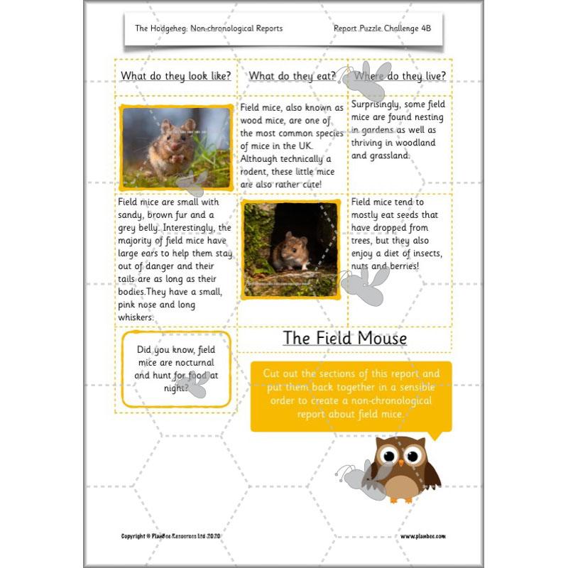 PlanBee The Hodgeheg Activities Non-Chronological Reports Year 2