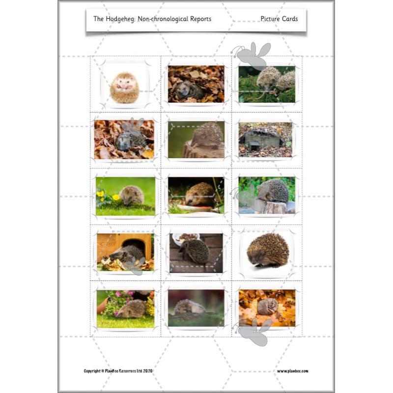 PlanBee The Hodgeheg Activities Non-Chronological Reports Year 2