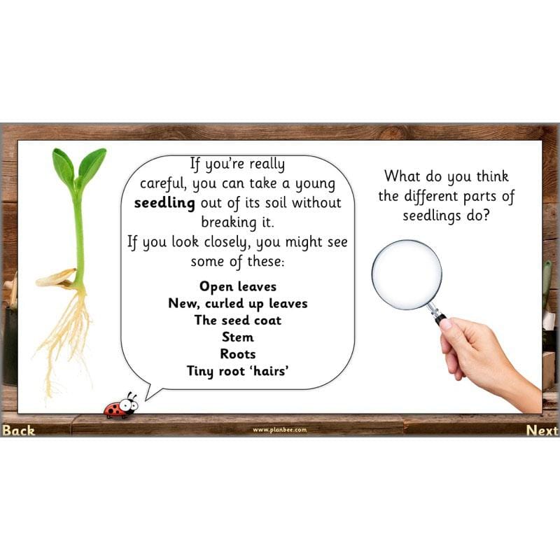 PlanBee Secret World of Plants - KS1 Science Scheme of Work: Year 2