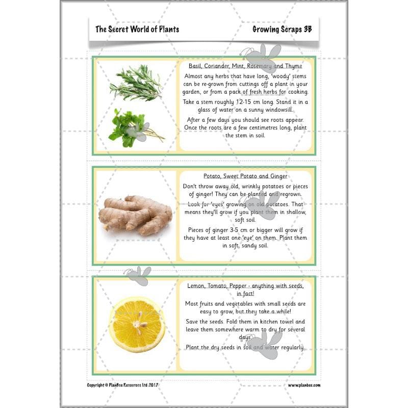 PlanBee Secret World of Plants - KS1 Science Scheme of Work: Year 2