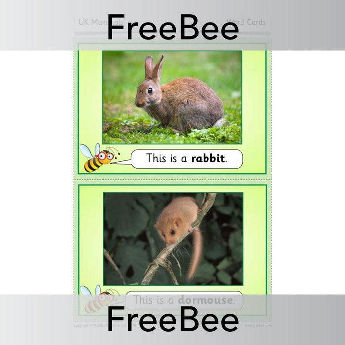PlanBee FREE UK Mammal display photo cards by PlanBee