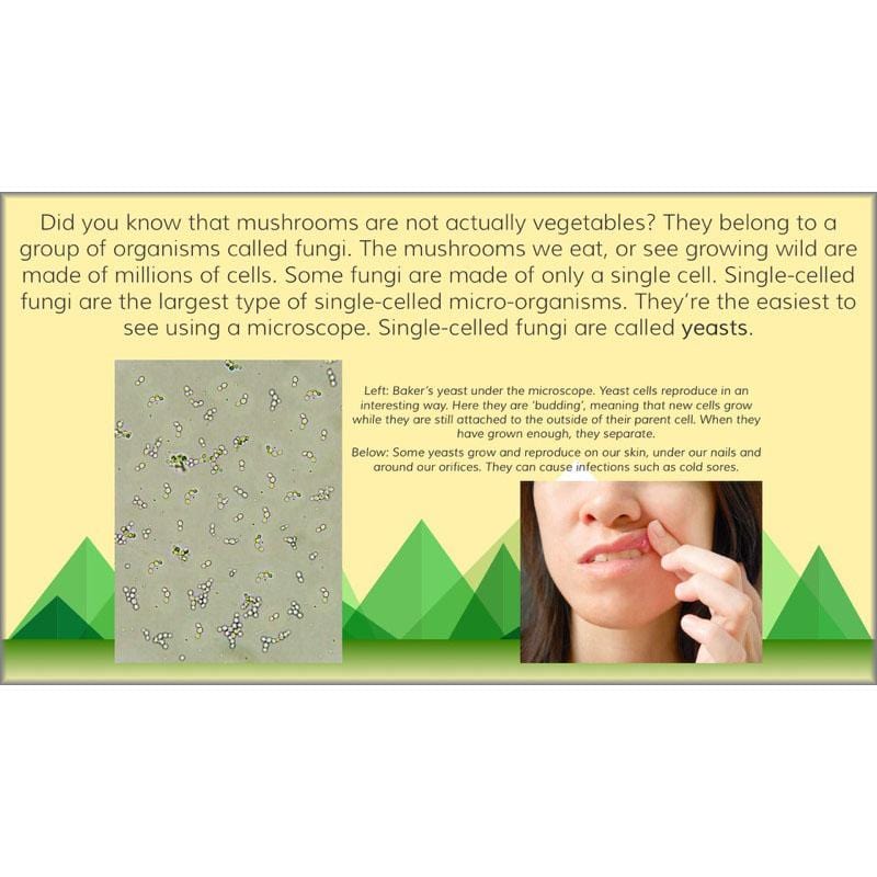 PlanBee Viking Science - Working Scientifically: Year 5 & Year 6 Science