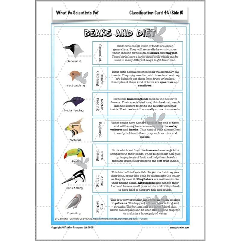 Scientific Enquiry KS2 Lessons - What Do Scientists Do?
