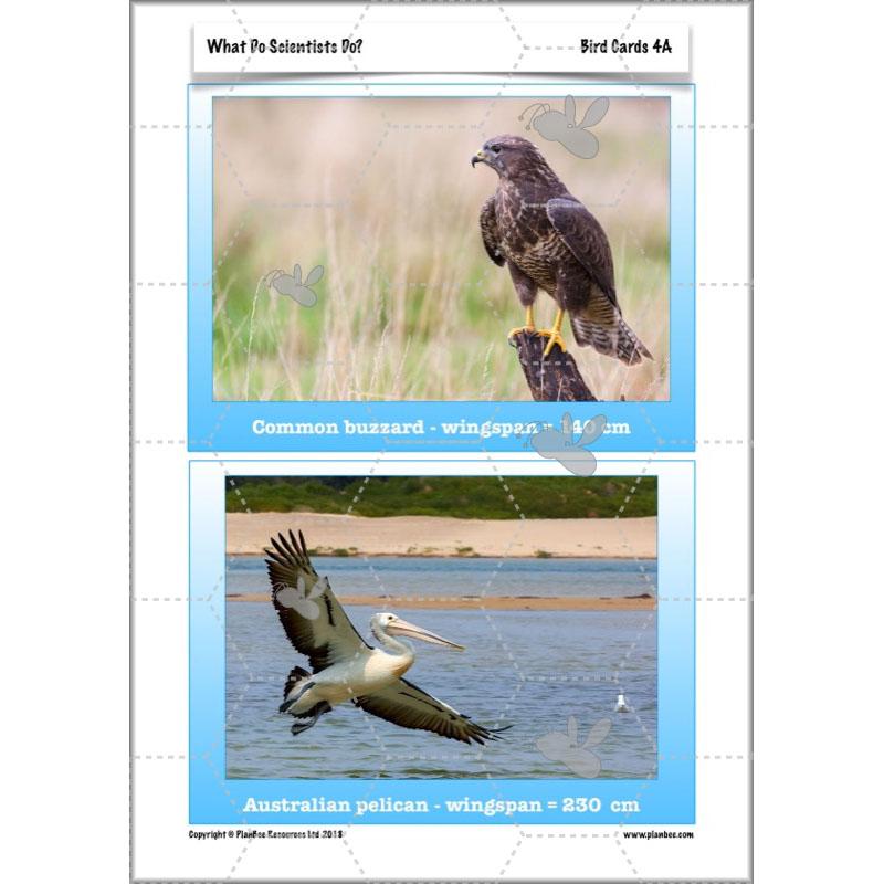 PlanBee What do Scientists do?: KS2 - Science - Working Scientifically Plans