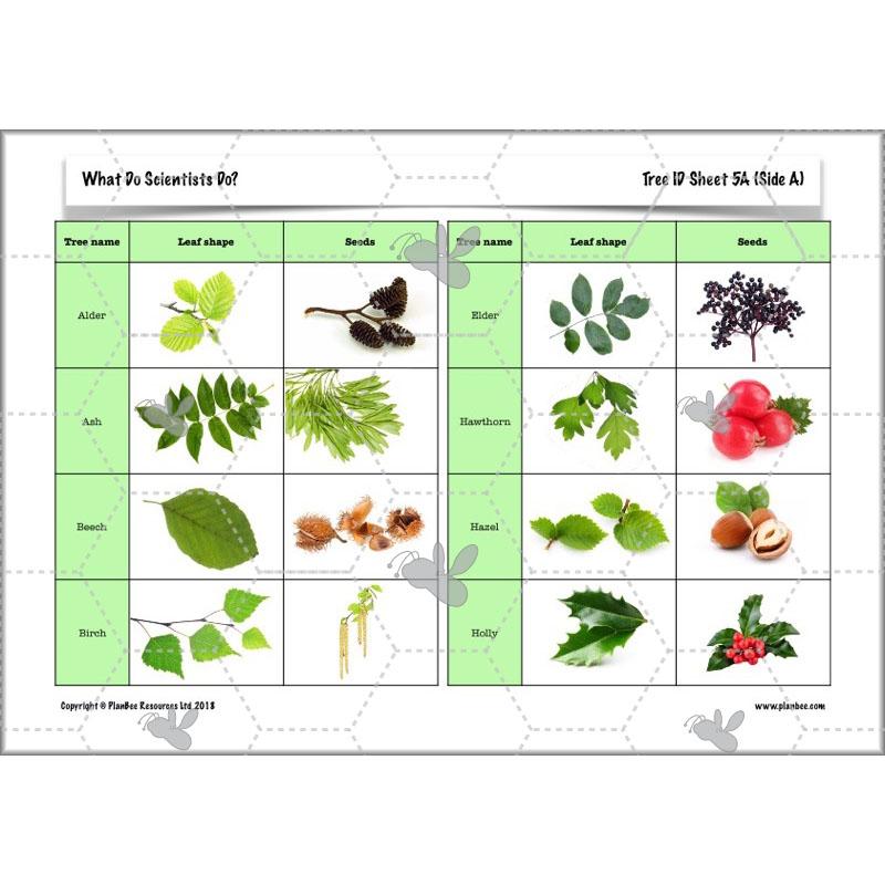 PlanBee What do Scientists do?: KS2 - Science - Working Scientifically Plans