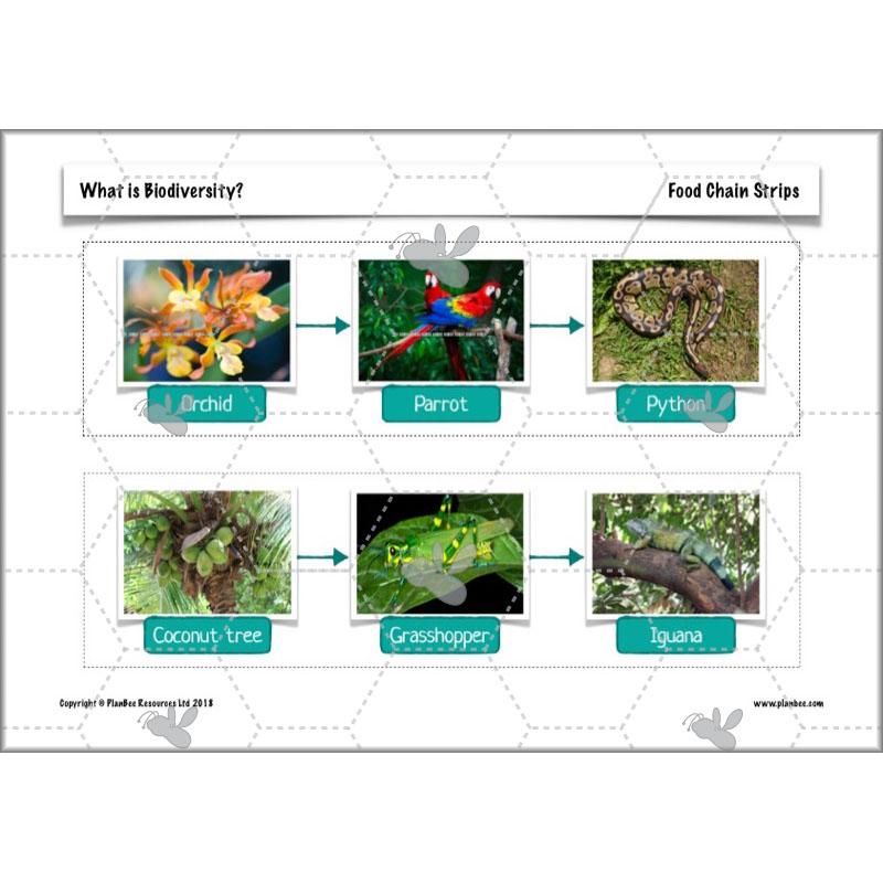 PlanBee Biodiversity KS2 ESR Lesson What is Biodiversity? by PlanBee